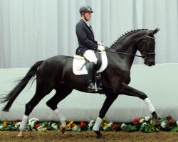 broodmare Sensation 29 (Westphalian, 2009, from San Remo)