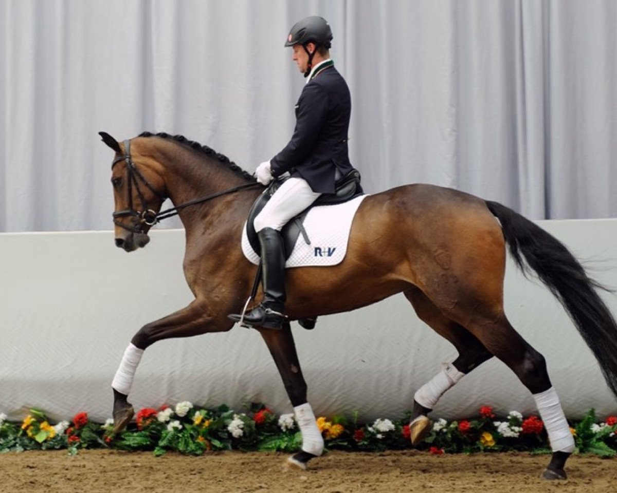 broodmare Curlie Sue H (Westphalian, 2008, from Christiano)