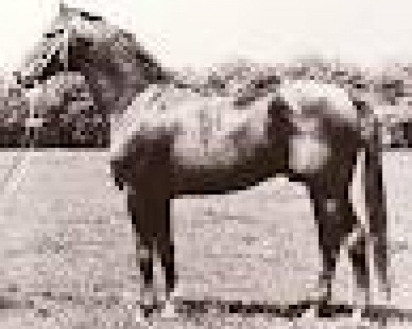 stallion Atreus (Trakehner, 1960, from Albatsohn)