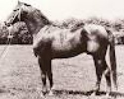 stallion Atreus 3206 (Trakehner, 1959, from Albatsohn 3108)