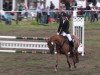 Springpferd Derby (Deutsches Reitpony, 2002, von Deister)