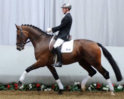 dressage horse Saphir von Nymphenburg (Rhinelander, 2008, from Sir Donnerhall I)