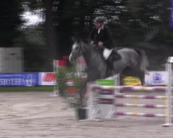 Springpferd Vong's Athena (Dänisches Warmblut, 2007, von Amarone)