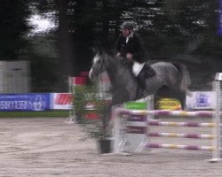 Springpferd Vong's Athena (Dänisches Warmblut, 2007, von Amarone)