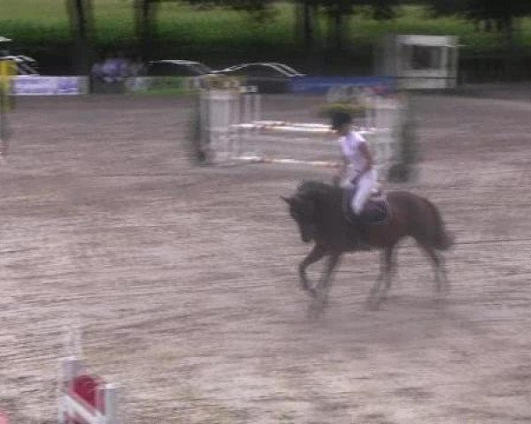 broodmare Tin Lizzy 6 (KWPN (Royal Dutch Sporthorse), 2006, from Dollar de la Pierre)