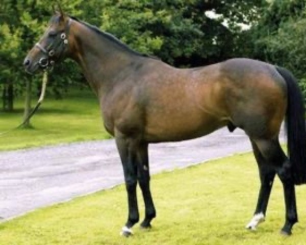 stallion Kodiac xx (Thoroughbred, 2001, from Danehill xx)
