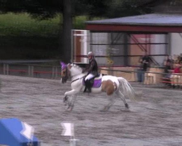 jumper Sundance 80 (KWPN (Royal Dutch Sporthorse), 1988)