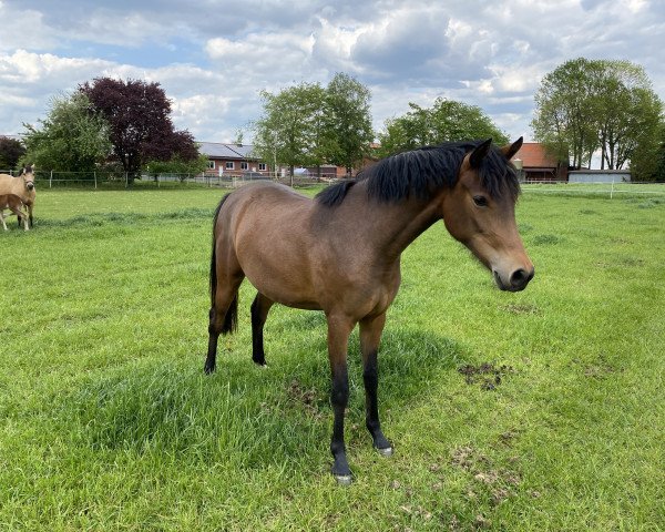 broodmare Mila Mar (German Riding Pony, 2020, from Mr. Surprise WE)