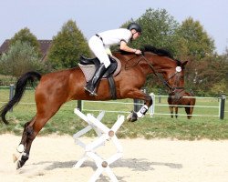 dressage horse Caipirinha 63 (Rhinelander, 2006, from Continus Grannus)