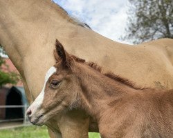 Dressurpferd Gipsy of Glamour M (Deutsches Reitpony, 2022, von Genesis BL)