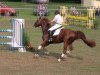 jumper Why so Pleasing (Italian Warmblood, 2004, from For Pleasure)