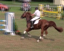 jumper Why so Pleasing (Italian Warmblood, 2004, from For Pleasure)