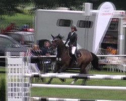 jumper Kurator 9 (Trakehner, 2003, from Kronjuwel)