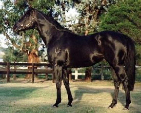 stallion Stylish Century xx (Thoroughbred, 1986, from Double Century xx)