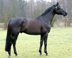 stallion Kasparow (Trakehner, 1995, from Sixtus)