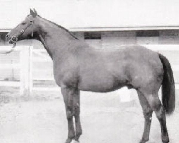 stallion MacArthur xx (Thoroughbred, 1940, from Marconigram xx)