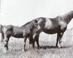 broodmare Modiste II xx (Thoroughbred, 1925, from Franklin xx)