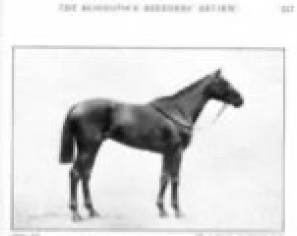 stallion Black Jester xx (Thoroughbred, 1911, from Polymelus xx)