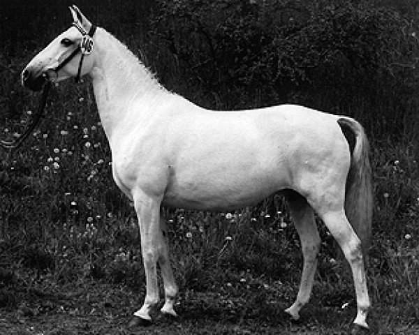 broodmare Komtesse (German Riding Pony, 1970, from Kristallo)