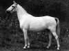 horse Komtesse (German Riding Pony, 1970, from Kristallo)
