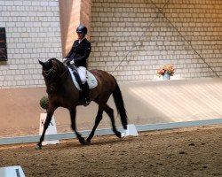 dressage horse Francis-Royale (Westphalian, 2013, from Franziskus FRH)