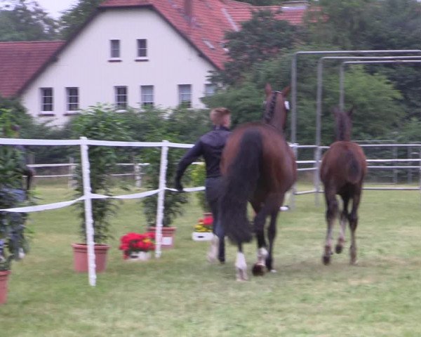 Westfälische Stuten- und Fohlenschau Steinhagen 2022