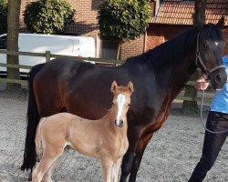 broodmare Vanessa (German Riding Pony, 2001, from Viscount)