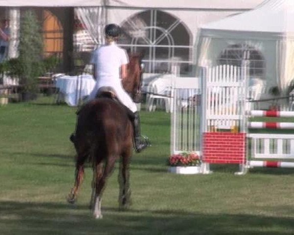 horse Giorgino 2 (Hanoverian, 2005, from Giorgio)