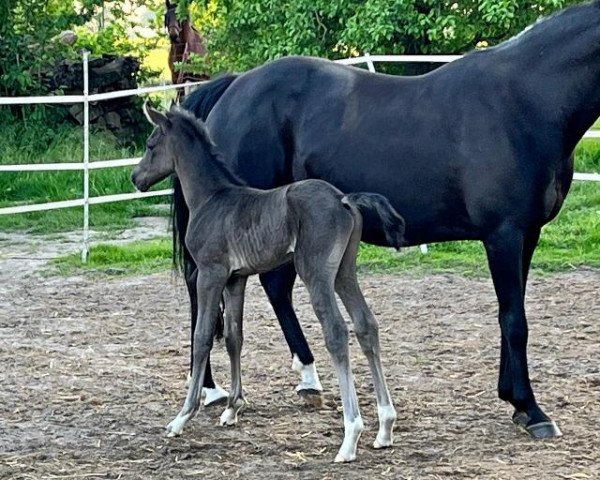 dressage horse Vincent Black (Westphalian, 2022, from Valparaiso M)