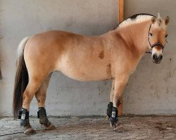 broodmare Rosa H (Fjord Horse, 2014, from Mastrup Romeo)