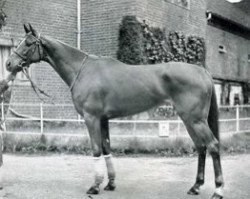 broodmare Asmena xx (Thoroughbred, 1947, from Goya xx)