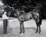 broodmare Crystal Palace xx (Thoroughbred, 1956, from Solar Slipper xx)