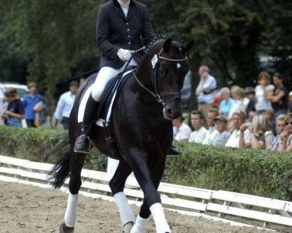 dressage horse Lord Luciano (Trakehner, 2002, from Enrico Caruso)