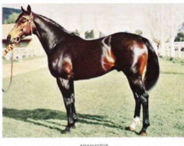 stallion Adamastor xx (Thoroughbred, 1959, from Norsemann xx)