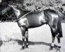 stallion Parthia xx (Thoroughbred, 1956, from Persian Gulf xx)