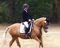 dressage horse Concert S (German Riding Pony, 2010, from FS Champion de Luxe)