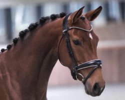 dressage horse Endless Ws (Westphalian, 2016, from Escolar)