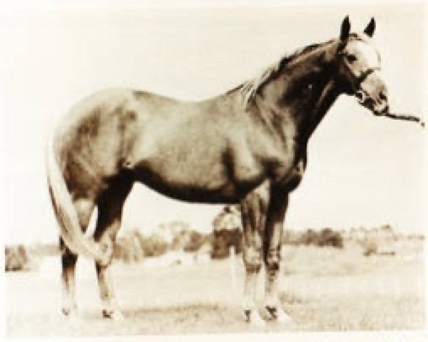 stallion All A'Light xx (Thoroughbred, 1963, from Major Portion xx)