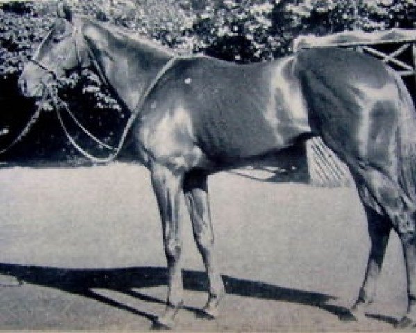 stallion Major Portion xx (Thoroughbred, 1955, from Court Martial xx)