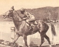 broodmare Elabama xx (Thoroughbred, 1965, from Tudor Court xx)