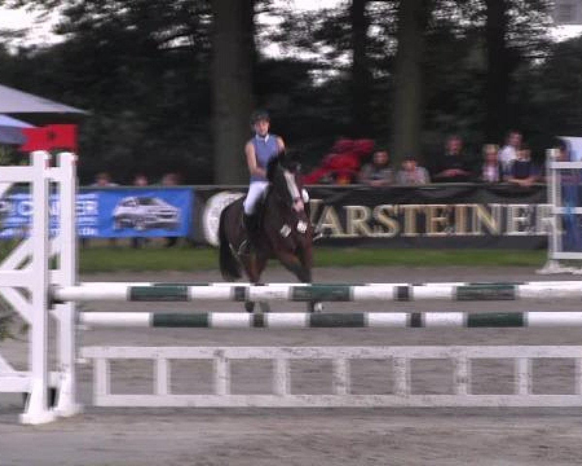 Springpferd Darc Papillon (Oldenburger, 2008, von Darc Rouge)