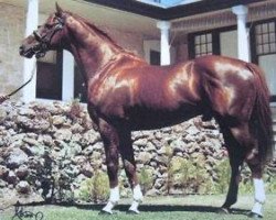 Deckhengst Salmon Leap xx (Englisches Vollblut, 1980, von Northern Dancer xx)