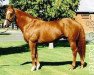 stallion Gold Brose xx (Thoroughbred, 1990, from Huntingdale xx)