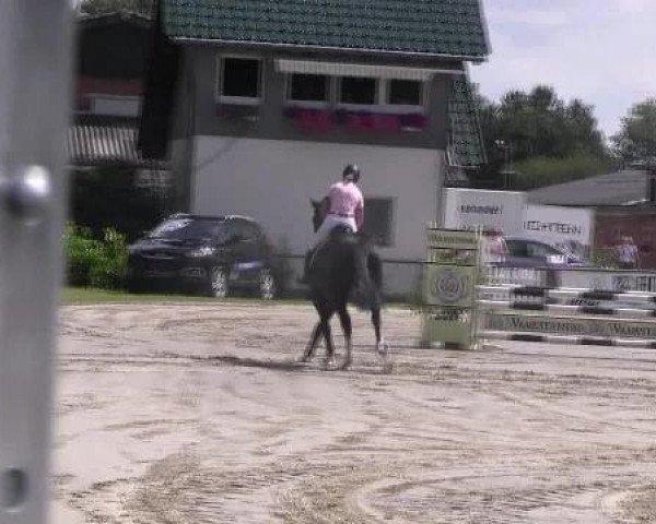 jumper Badira 2 (KWPN (Royal Dutch Sporthorse), 2006, from Balou du Rouet)