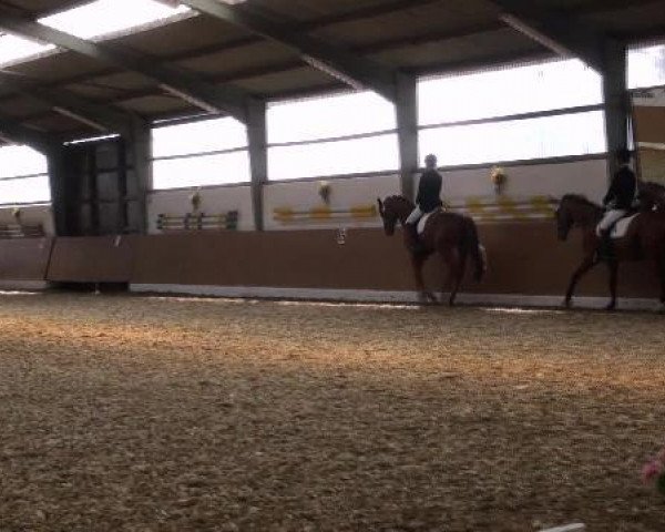 dressage horse Fürst Fleury (Westphalian, 2007, from Fleury)