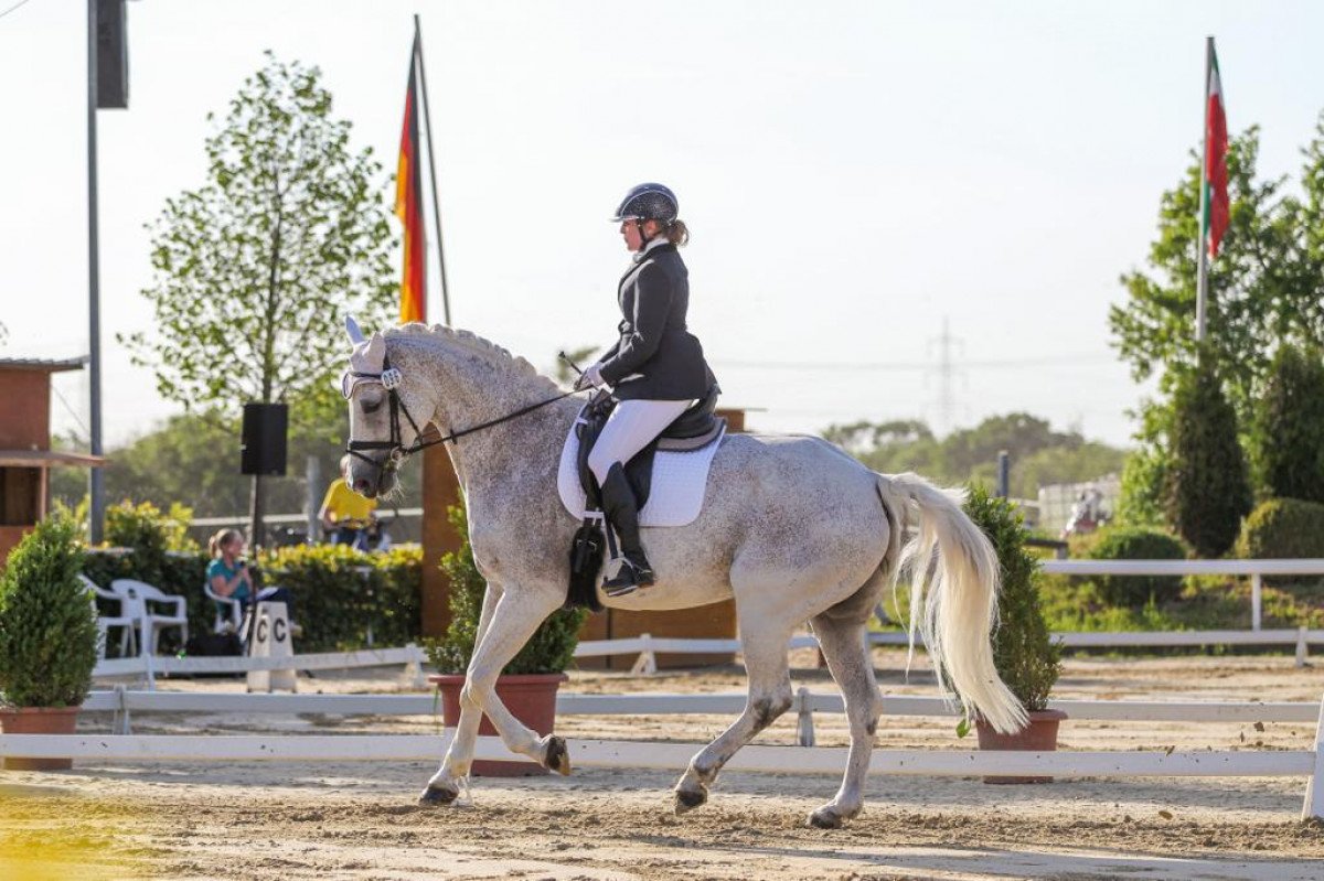 Springpferd Continis Casper E (Westfale, 2009, von Contini)