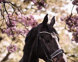 Springpferd Bachelor's Junior (Deutsches Sportpferd, 2015, von S.I.E.C. Bachelor)