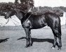 stallion Huntercombe xx (Thoroughbred, 1967, from Derring-Do xx)