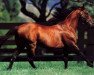 stallion Yeats xx (Thoroughbred, 1976, from Nijinsky xx)