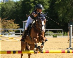 jumper Tinkle Bell´s Roxstar (New Forest Pony, 2008, from Orlando)